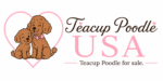 teacup poodle