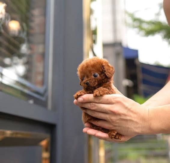 poodle (2)