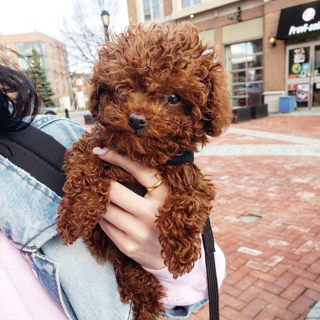 puppy for sale